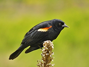 Red Winged Blackbird