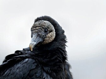 Black Vulture