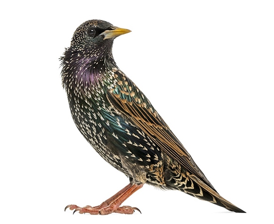 European Starling