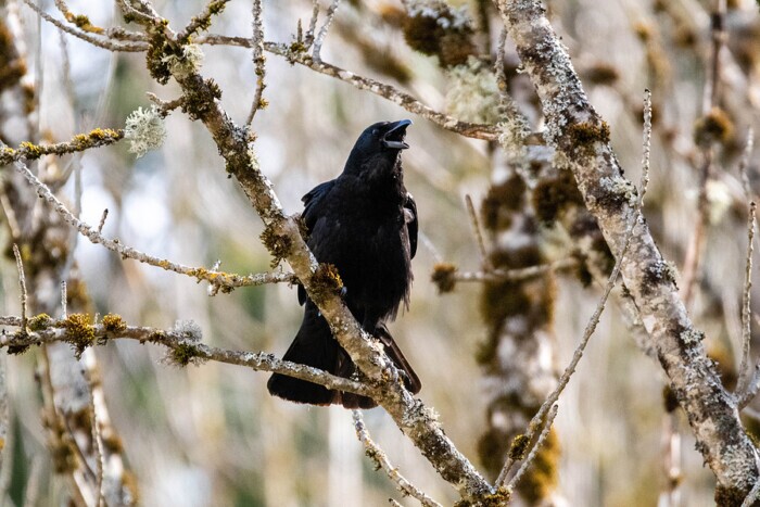 American crow