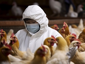 Fall 2023 Avian Flu Report Checking chickens for avian flu