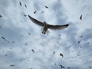 Flying gull Flying gull