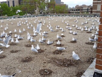 prevent gulls from nesting