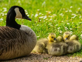 Prevent Geese From Nesting