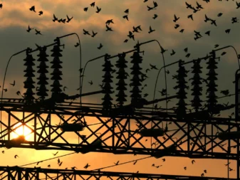 power substations outages caused by nuisance birds