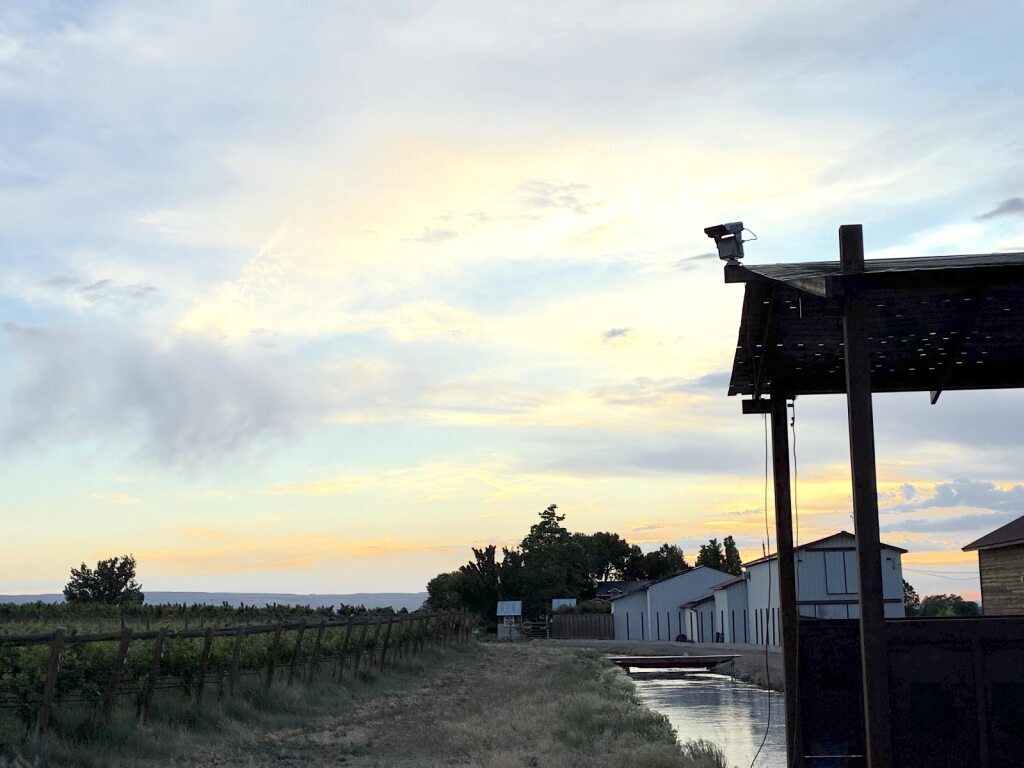 bird control solutions