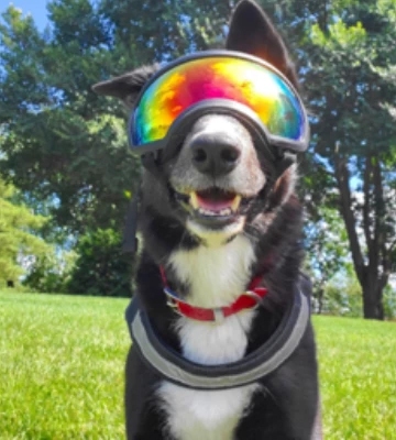 Canine Bird Control