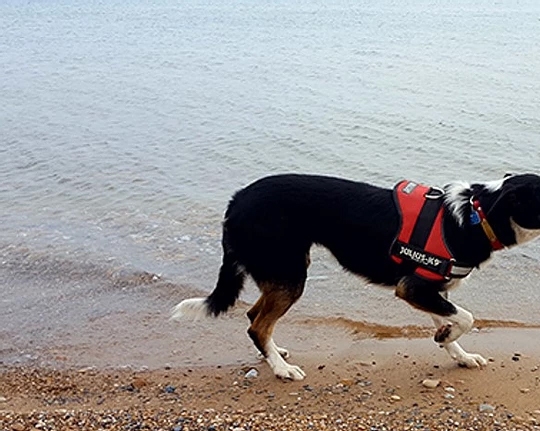 Dogged Pursuit: Study Says Gull-Chasers Keep Beaches Clean Dogged Pursuit: Study Says Gull-Chasers Keep Beaches Clean