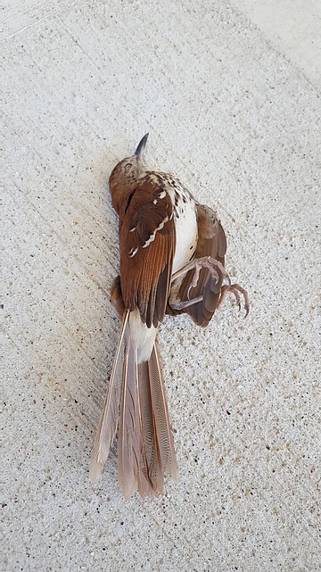 Preventing Window Collisions & Death Of Migratory Birds Preventing Window Collisions & Death Of Migratory Birds
