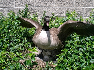 Aggressive Goose