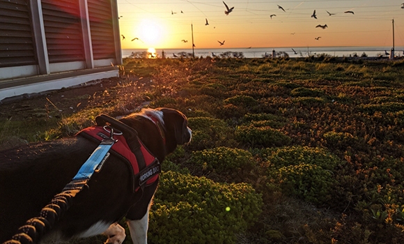 Dog Chasing Gulls