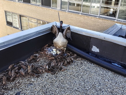 Goose with Eggs