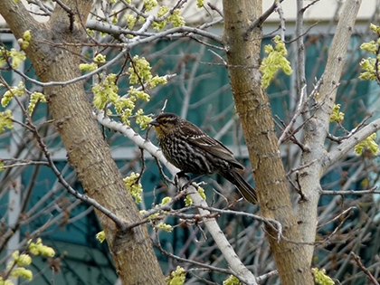 Red-Winged Blackbird Female Red-Winged Blackbird Female