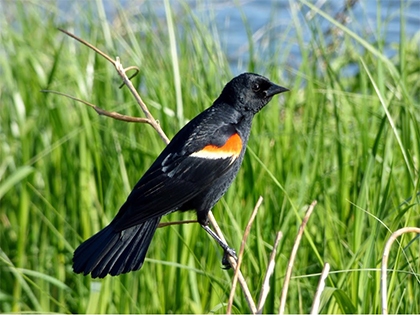 Red-Winged Blackbird