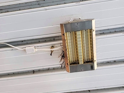 Sparrow Bird Spikes