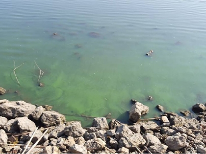 Blue-Green Algae