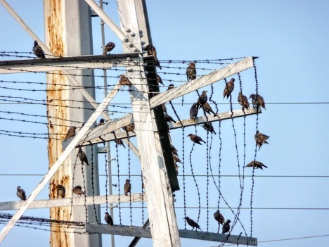 European Starling