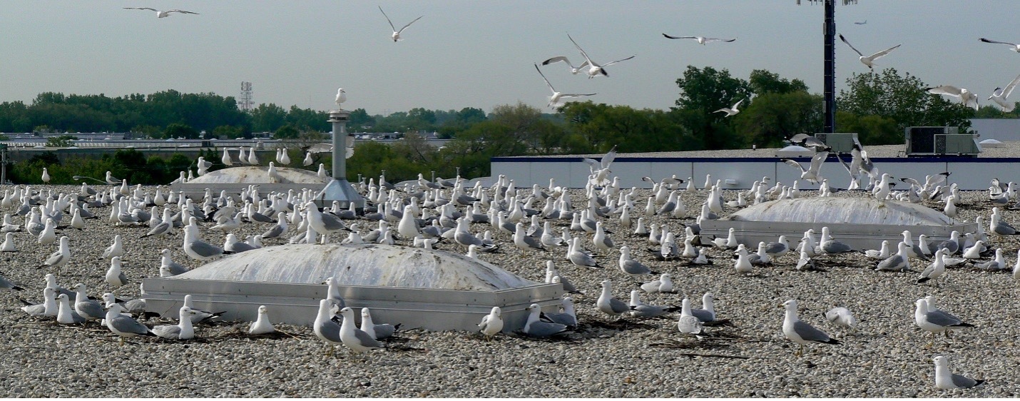 Gulls