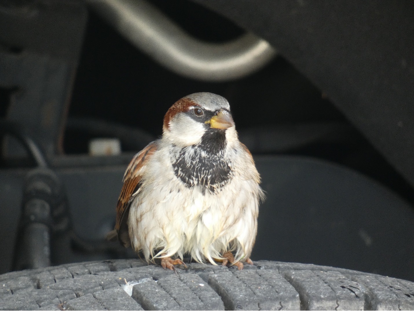 House Sparrow