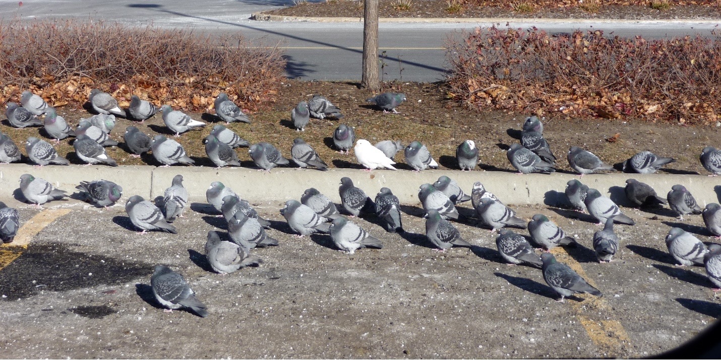 Pigeon