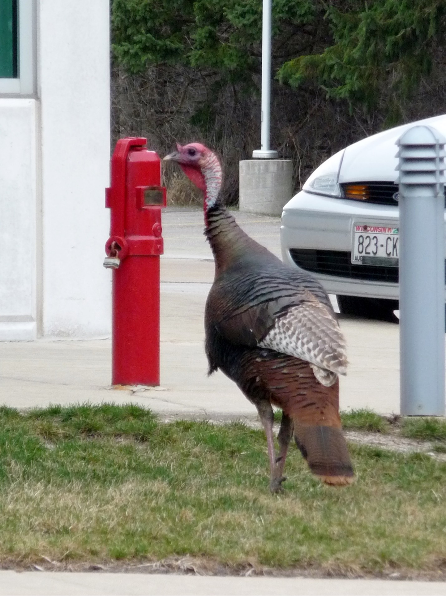 Wild Turkey