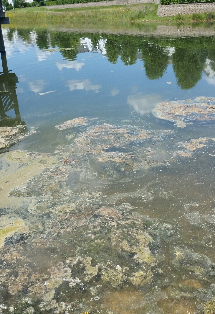 Summertime Bird-Caused Water Contamination