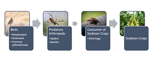 Chart detailing the effects of the food chain on soybean yield