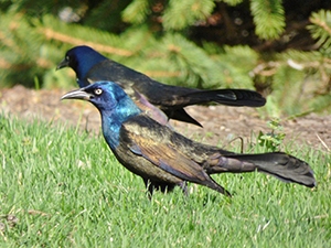 Common Grackle