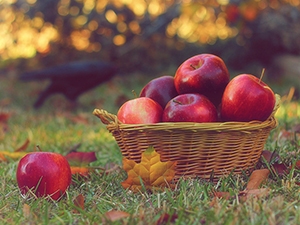 Basket of apples with a crow
