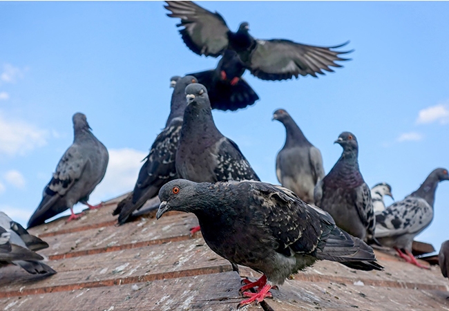 Pigeons and House Sparrows