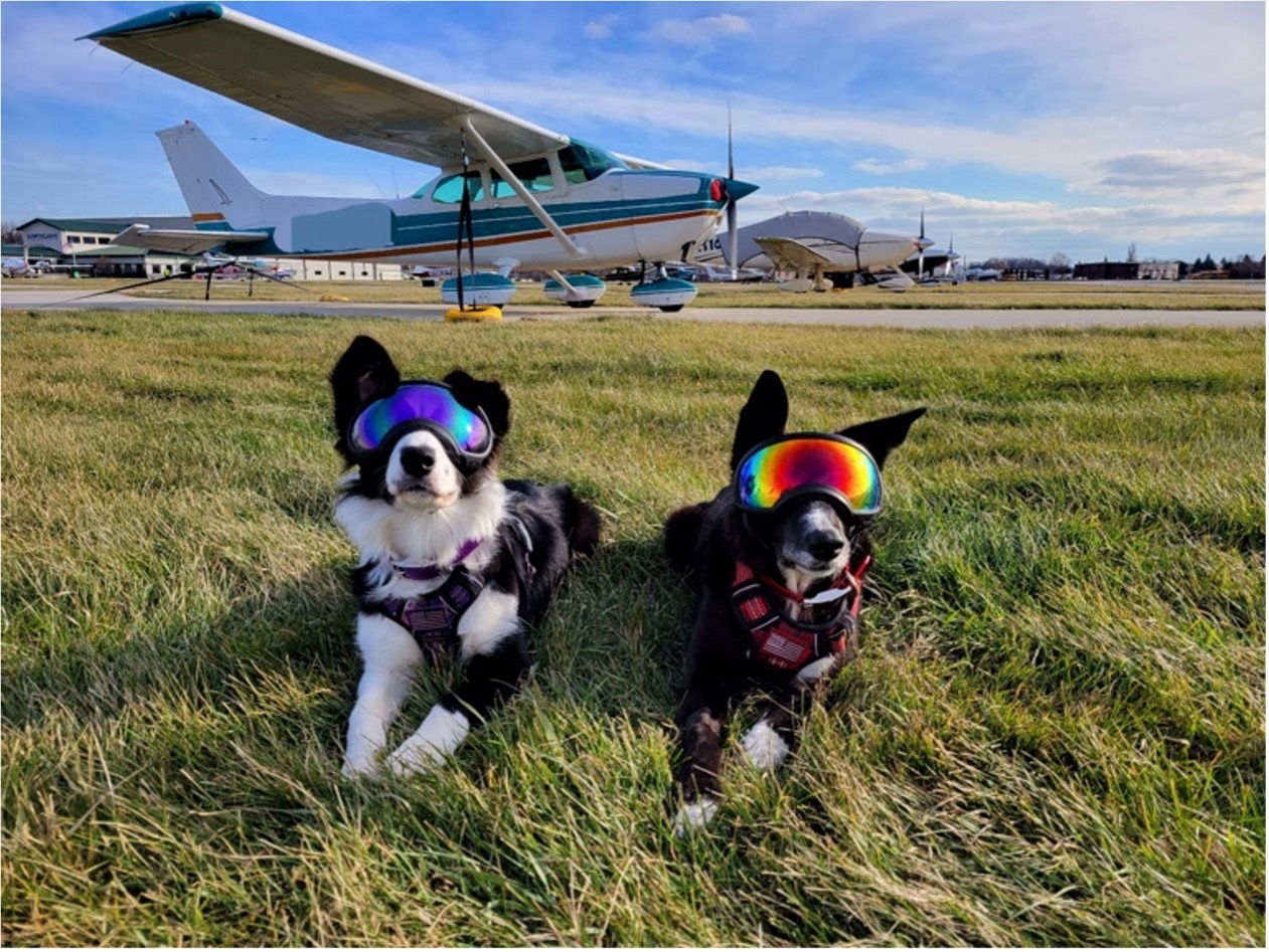 Bird Strike Prevention K9s