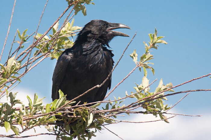 Common Raven