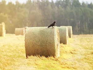 Crow resting on a bay of hale