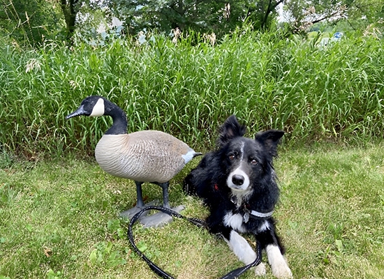 Decoy goose