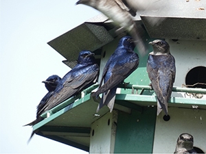 Generalist vs specialist birds