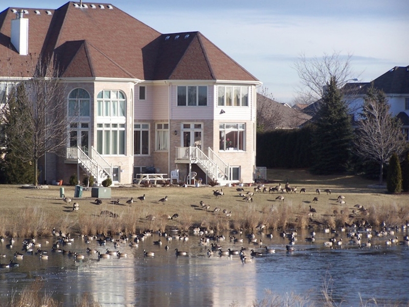 Grazing turkeys