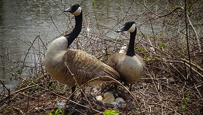 Nesting Canada geese