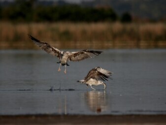 bird predation