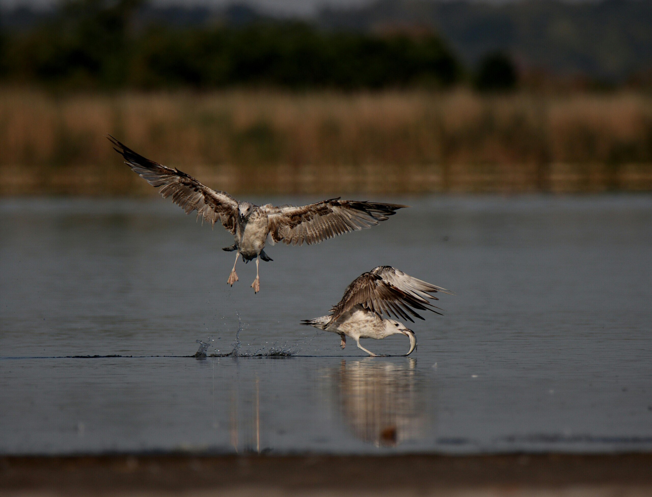 bird predation