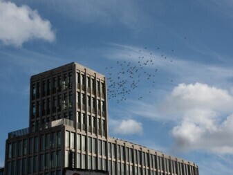 bird window strikes