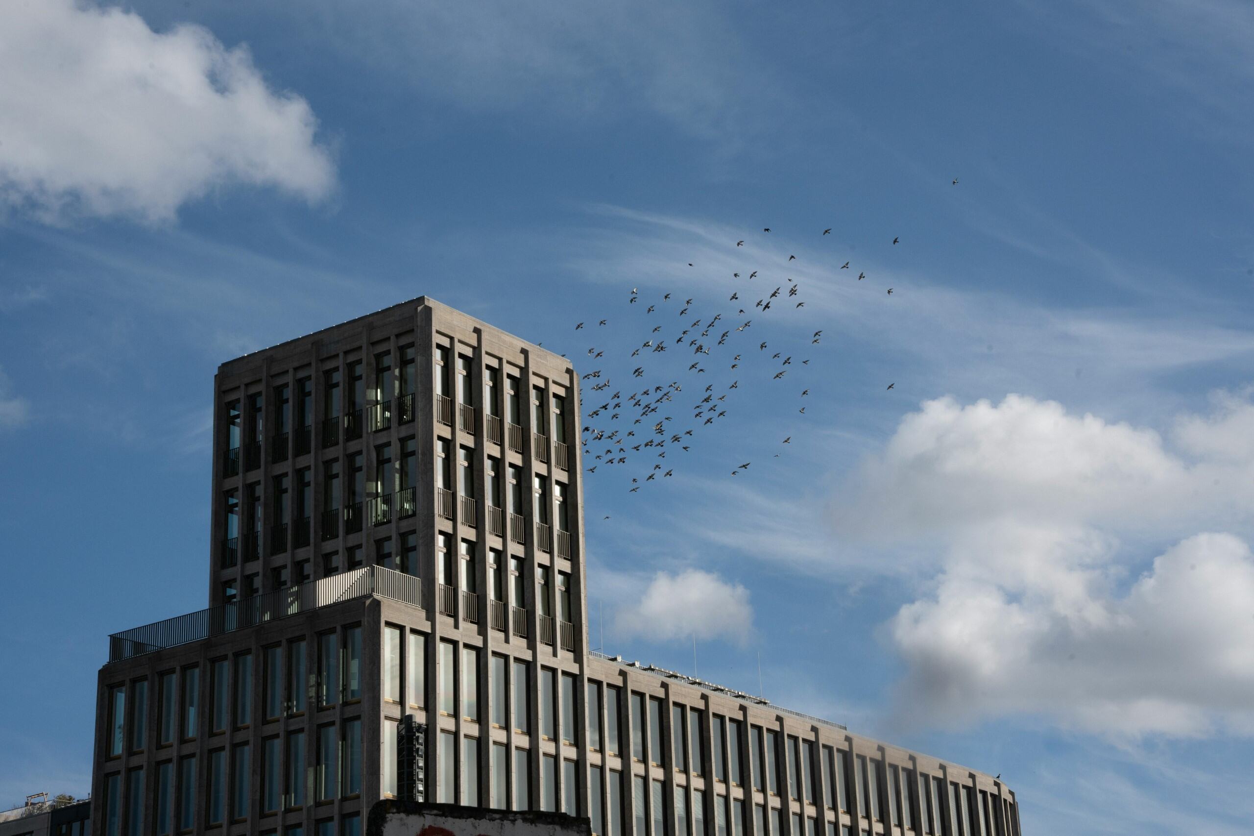 bird window strikes
