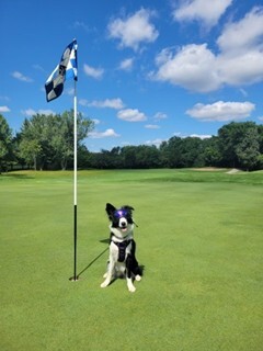 geese control on golf courses