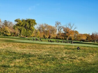 geese control on golf courses 2