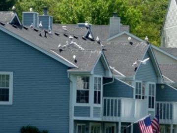 Managing Birds is a Community Affair