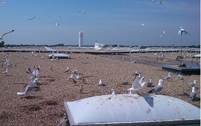 Flock of nesting gulls