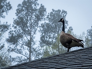 Keep Your Rooftop Goose- And Gull-Free this Nesting Season Goose standing on a roof